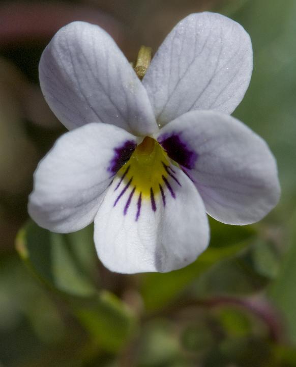 Wedge Leaf Violet, Viola cuneata.jpg